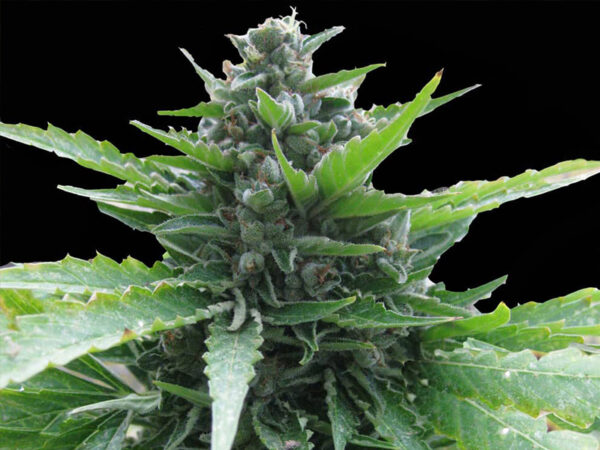 ONDA CALABRA AUTO THC 22% CBD 0,80 Autofiorenti