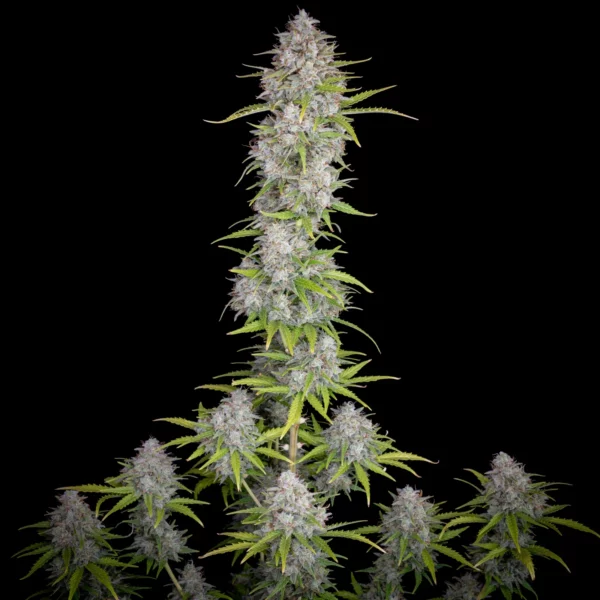 Orange Sherbet Auto THC fino a 26% - immagine 2