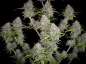 Orange Sherbet Auto THC fino a 26%