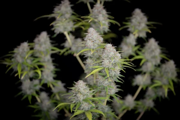 Orange Sherbet Auto THC fino a 26%