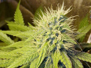 PINEAPPLE CHUNK STRAIN THC 25% CBD 1,1 Femminizzate