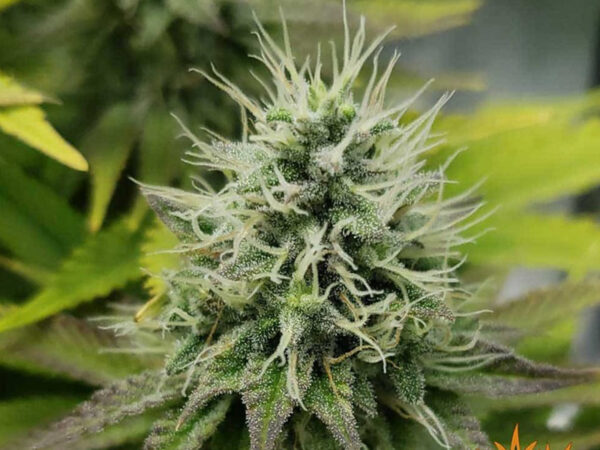PINEAPPLE CHUNK STRAIN THC 25% CBD 1,1 Femminizzate - immagine 2
