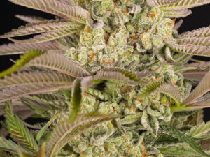 PINEAPPLE EXPRESS STRAIN THC 14% CBD 1,4% Autofiorenti