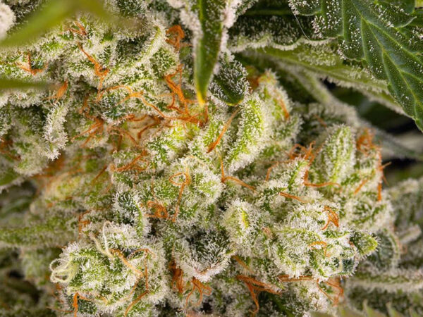 PINEAPPLE EXPRESS STRAIN THC 14% CBD 1,4% Autofiorenti - immagine 2