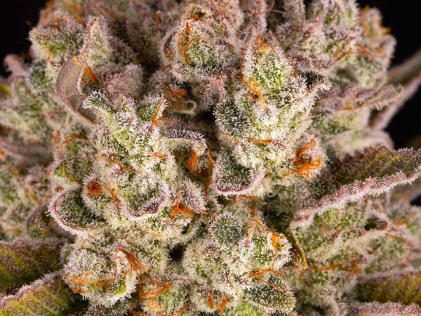 PINEAPPLE EXPRESS STRAIN THC da 23 a 26% CBD 0,8 Femminizzate - immagine 2