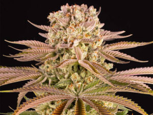 PINEAPPLE EXPRESS STRAIN THC da 23 a 26% CBD 0,8 Femminizzate