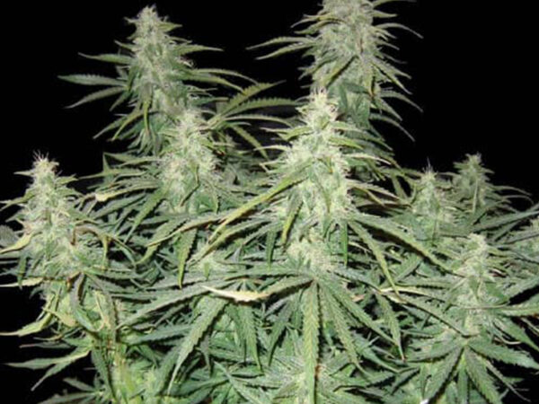 PURE AK AUTO HTC 19% CBD 0,60% Autofiorenti - immagine 2
