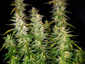 PURE AK AUTO HTC 19% CBD 0,60% Autofiorenti