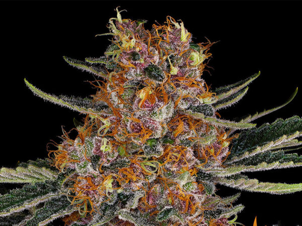 PURPLE PUNCH AUTO STRAIN THC 18% CBD 1% Autofiorenti - immagine 2
