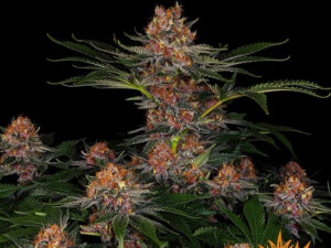 PURPLE PUNCH AUTO STRAIN THC 18% CBD 1% Autofiorenti