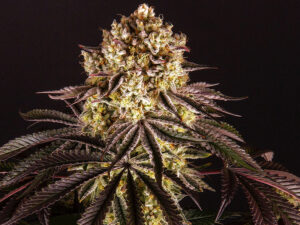 PURPLE PUNCH STRAIN THC 25% CBD 2% Femminizzate