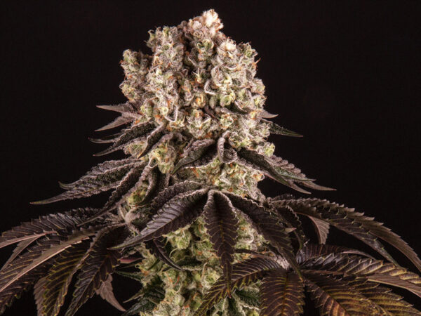 PURPLE PUNCH STRAIN THC 25% CBD 2% Femminizzate - immagine 2