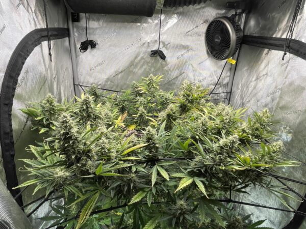 Pineapple Express Auto THC fino a 20% - immagine 2