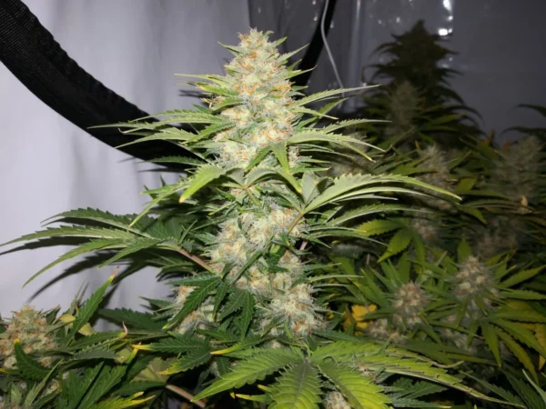 Pineapple Express Auto THC fino a 20%