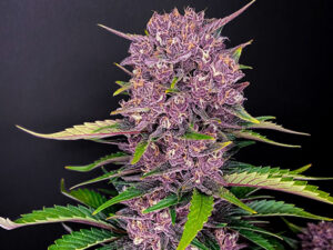 Purple Lemonade Auto THC Fino a 25.5%