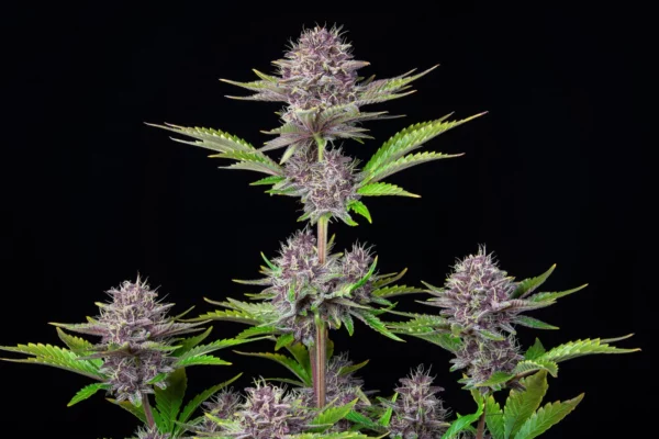 Purple Punch Auto THC Fino a 24% - immagine 2