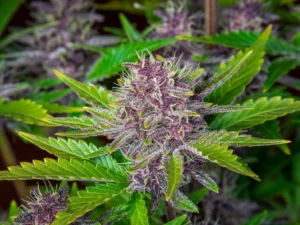 Purple Punch Auto THC Fino a 24%