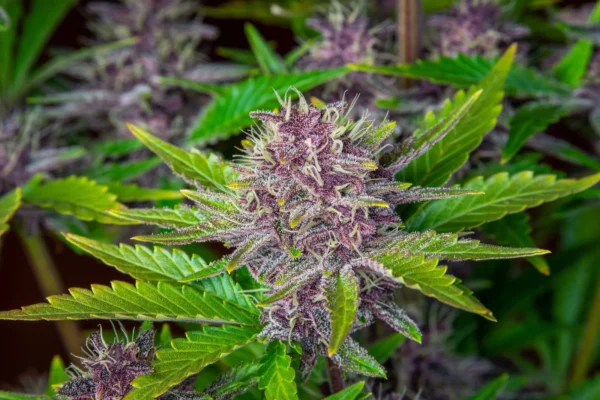 Purple Punch Auto THC Fino a 24%