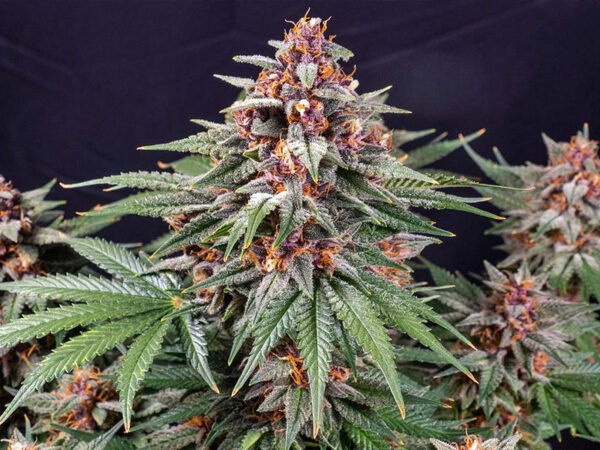RUNTZ AUTO STRAIN THC 27% CBD 0,9 Autofiorenti