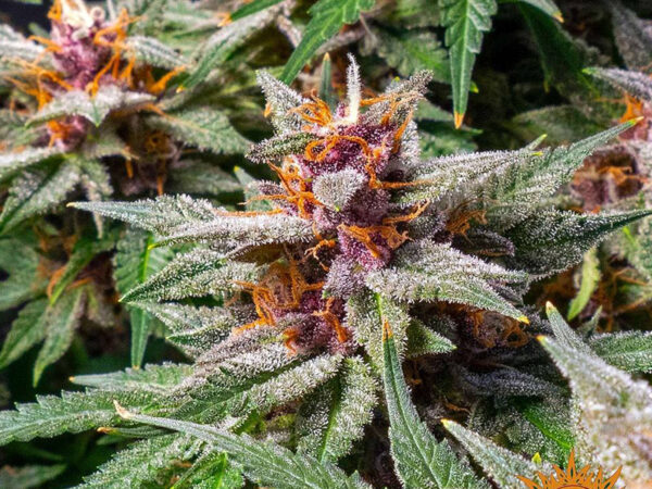 RUNTZ AUTO STRAIN THC 27% CBD 0,9 Autofiorenti - immagine 2
