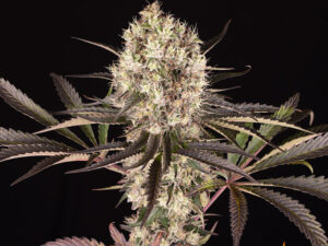 RUNTZ MUFFIN STRAIN THC da 27 a 29% CBD 0,8 Femminizzate