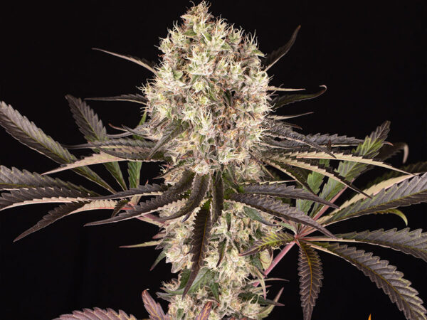 RUNTZ MUFFIN STRAIN THC da 27 a 29% CBD 0,8 Femminizzate