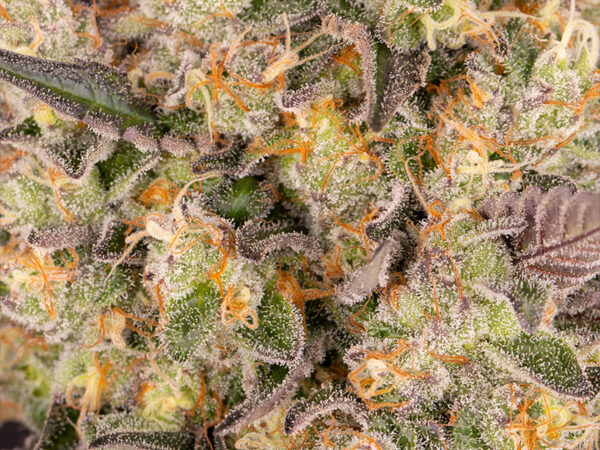 RUNTZ MUFFIN STRAIN THC da 27 a 29% CBD 0,8 Femminizzate - immagine 2