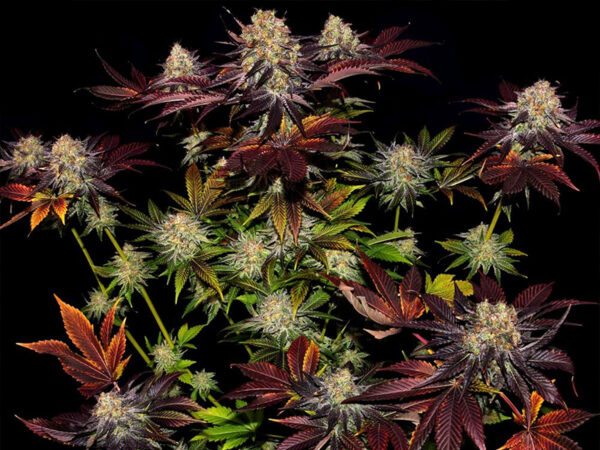 RUNTZ X LAYER CAKE STRAIN THC 26% CBD 0,7 Femminizzate