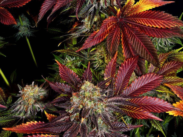 RUNTZ X LAYER CAKE STRAIN THC 26% CBD 0,7 Femminizzate - immagine 2