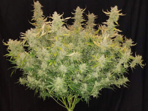 Rhino Ryder Auto THC fino a 20%