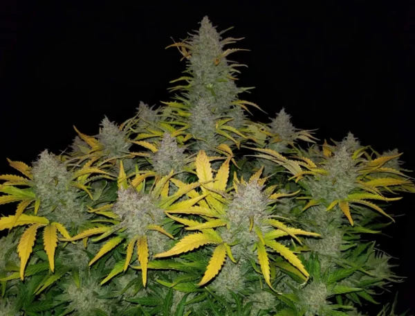 Rhino Ryder Auto THC fino a 20% - immagine 2