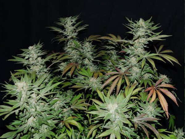 SKUNK XXL AUTO HTC 19% CBD 0,90 Autofiorenti - immagine 2