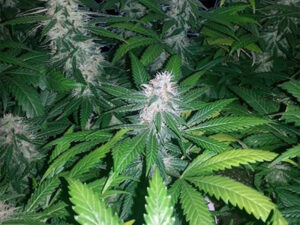 SKUNK XXL AUTO HTC 19% CBD 0,90 Autofiorenti