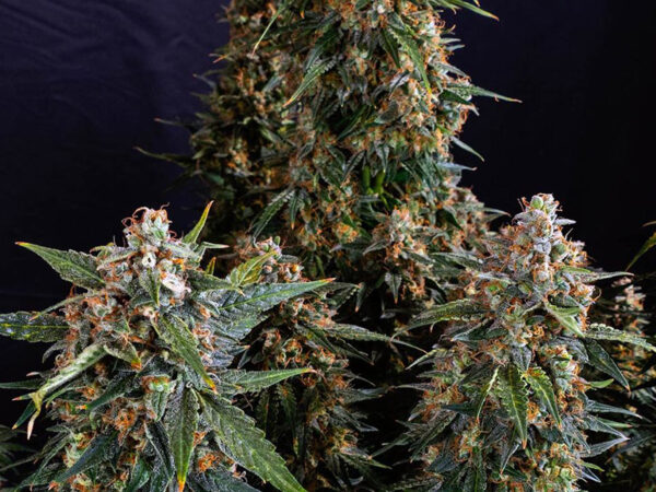 STRAWBERRY CHEESECAKE AUTO STRAIN THC 21% CBD 1,5 Autofiorenti - immagine 2