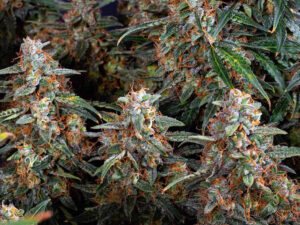 STRAWBERRY CHEESECAKE AUTO STRAIN THC 21% CBD 1,5 Autofiorenti