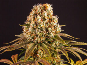 STRAWBERRY LEMONADE STRAIN THC 24% CBD 0,8 Femminizzate
