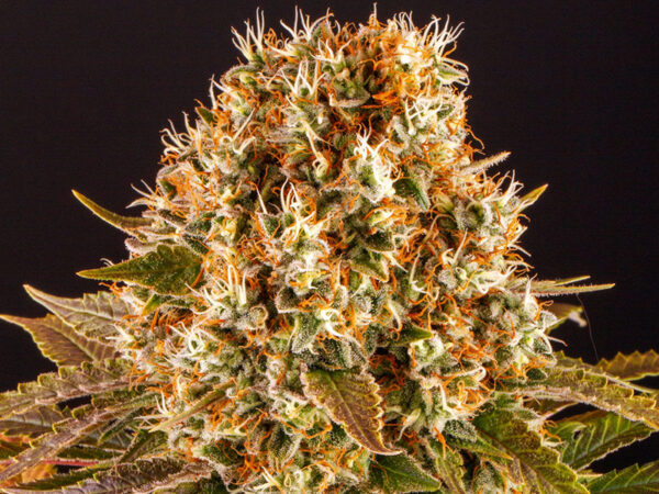 STRAWBERRY LEMONADE STRAIN THC 24% CBD 0,8 Femminizzate - immagine 2