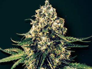 SUPER COOKIES XXL AUTO HTC 20% CBD 0,20% Autofiorenti
