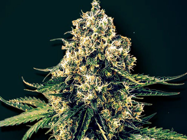 SUPER COOKIES XXL AUTO HTC 20% CBD 0,20% Autofiorenti