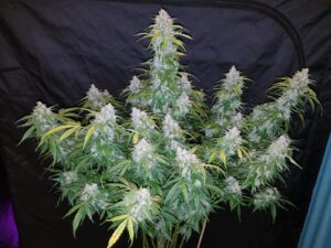 Six Shooter Auto THC fino a 23%