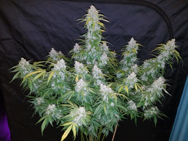 Six Shooter Auto THC fino a 23%