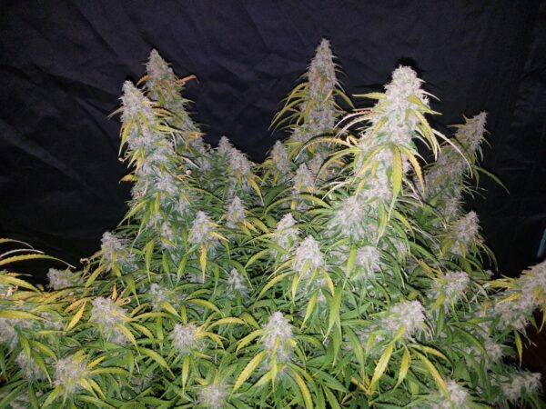 Six Shooter Auto THC fino a 23% - immagine 2