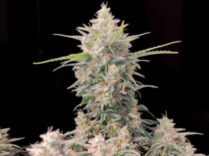 Skunk Auto THC fino a 20%