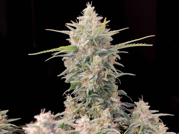 Skunk Auto THC fino a 20%
