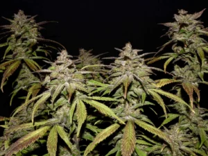 Smoothie Auto THC fino a 24%