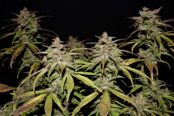 Smoothie Auto THC fino a 24%