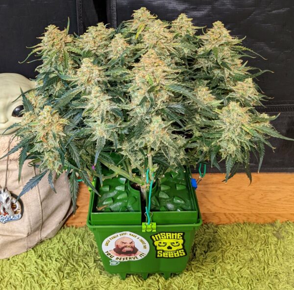 Sour Diesel Auto THC fino a 21% - immagine 2