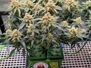 Sour Diesel Auto THC fino a 21%