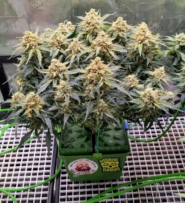 Sour Diesel Auto THC fino a 21%