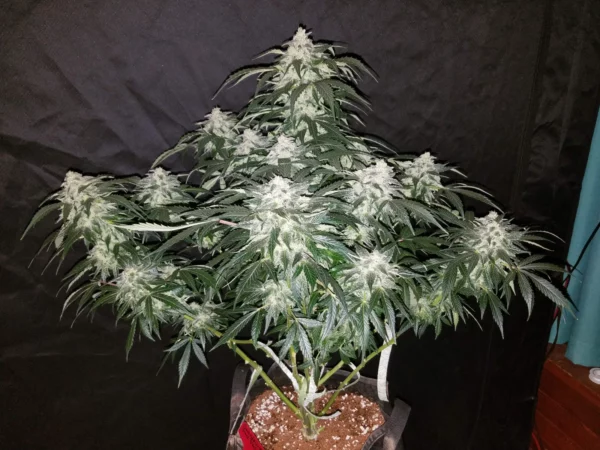 Stardawg Auto THC fino a 22% - immagine 2